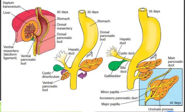 Se puede extirpar el pancreas