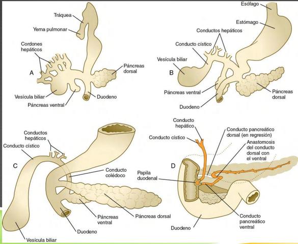LA YEMA DORSAL PANCREÁTICA FORMA :