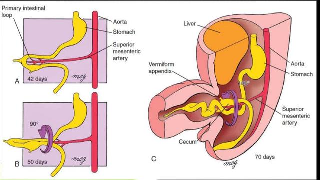 FORMACIÓN DE LOS INTESTINOS