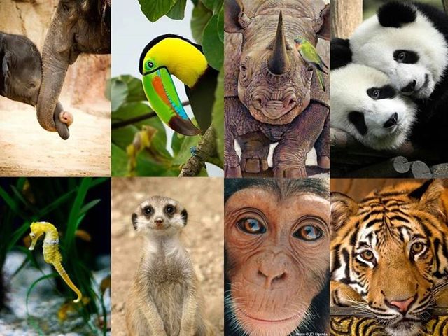 Ley General de Vida Silvestre y Ley de Bioseguridad