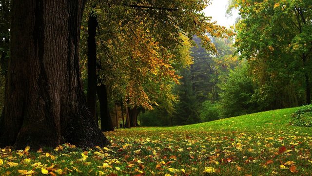 Ley de Desarrollo Forestal Sustentable