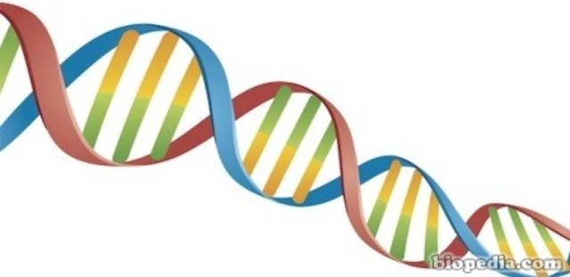 Francis Crick , James D. Watson y Rosalind Franklin descubren la estructura molecular del ADN