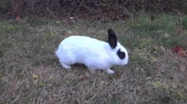 The Day My Bunny Was Born