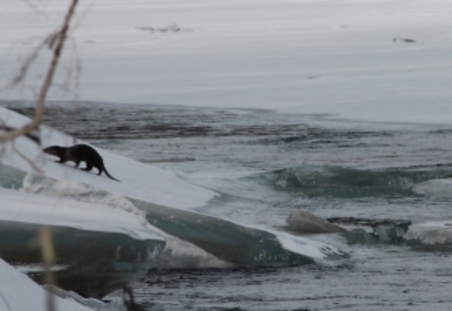 Исследования в заповеднике
