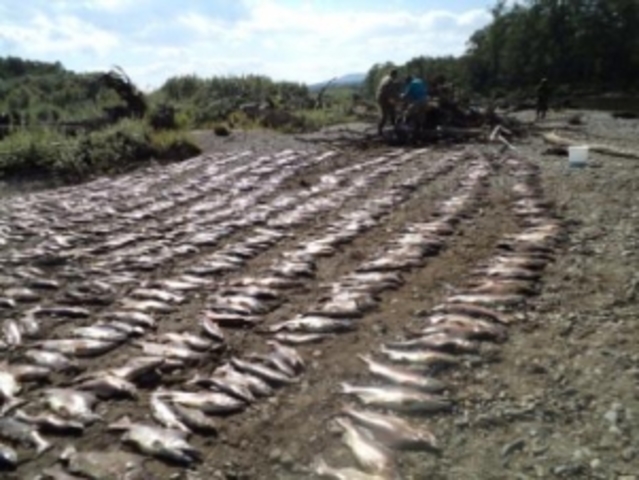 Пойманы браконьеры в охранной зоне Ботчинского заповедника.