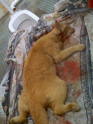 when my grandma found one kitten...dead