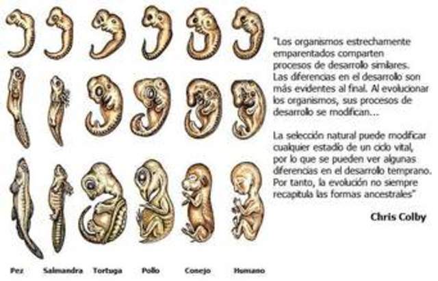 Biología evolutiva del desarrollo