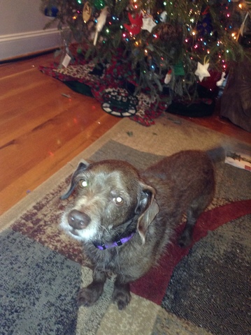 anduve a mi perro Ouija por la primero hora después de adoptarlo