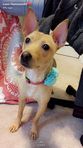 anduve a mi perro Bella por la primero hora después de adoptarlo en el día nacional de la pizza