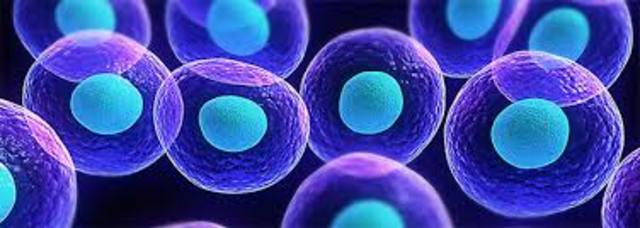 Obtención de células madre