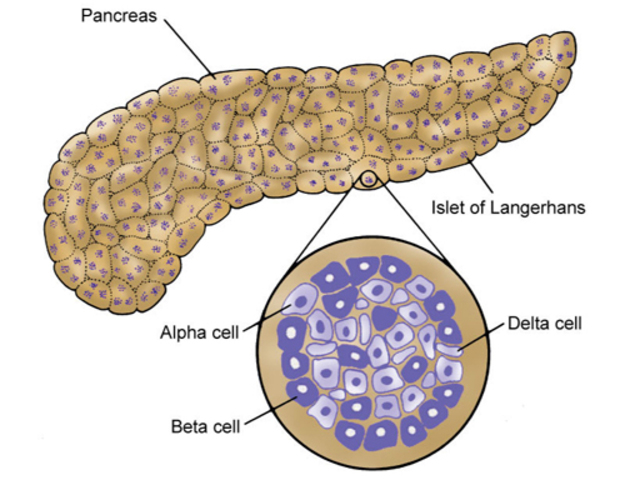 Precursor to extraction of anti-diabetic substance