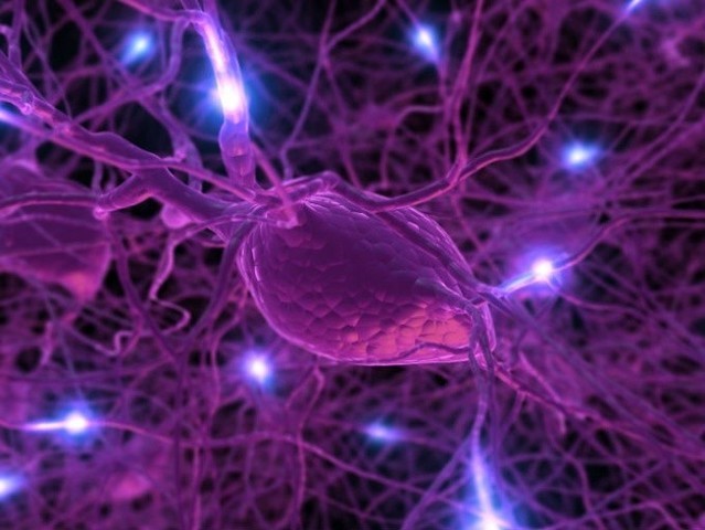 Demostración de la neurotransmisión