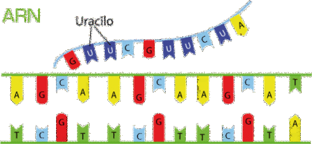 Desciframiento del ADN