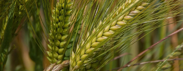 COMISIÓN NACIONAL AGRARIA