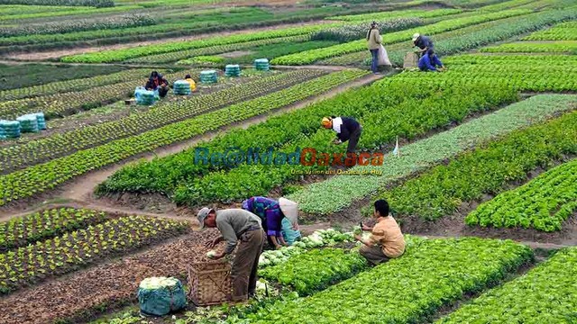 SECRETARIA DE AGRICULTURA, GANADERIA Y DESARROLLO RURAL