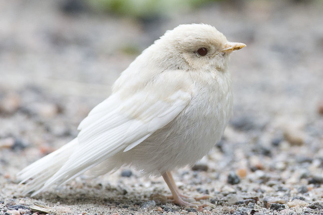Publicación de «Un Gorrión Blanco»