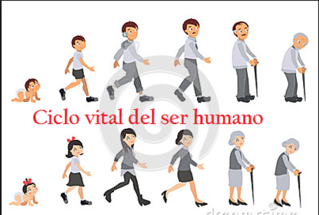 Modelo del Ciclo Vital