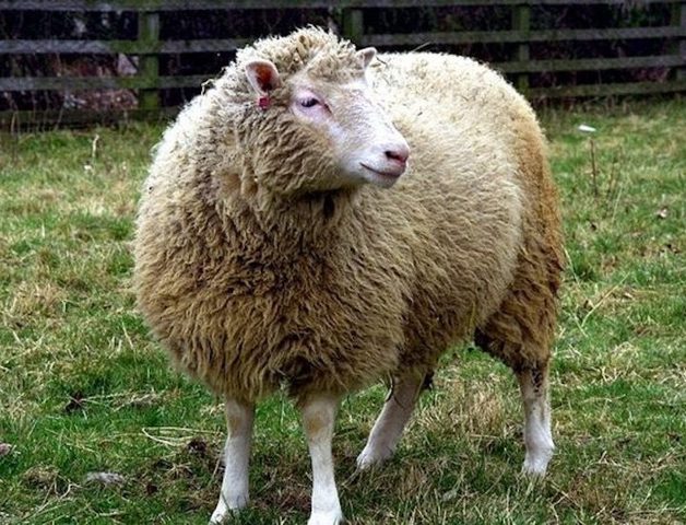 La oveja Dolly, el primer mamífero clonado con éxito a partir de una célula adulta, muere a los 6 años