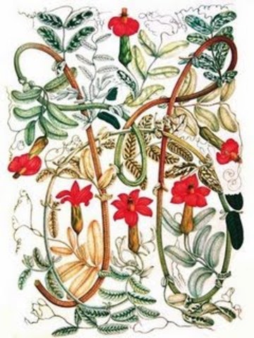 La Gran Expedición Botánica