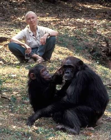 She carried out a research about chimpanzees