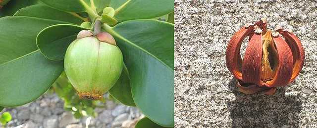 CLASIFICACIÓN BOTÁNICA