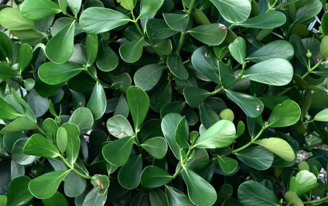 Multiplicación por esqueje