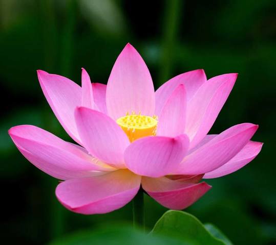 Island of the Lotus Eaters