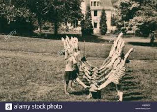 Decroly noción de estudiante