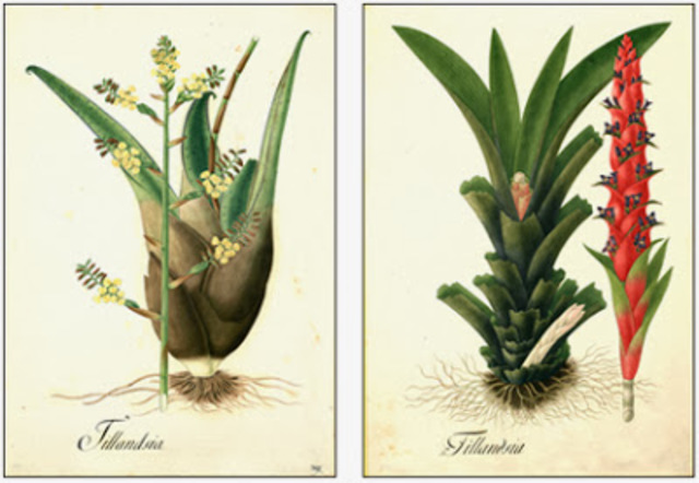 Francisco Javier Matís y Salvador Rizo