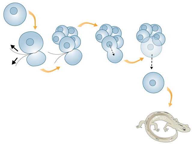 The cell nucleus controls embryonic development
