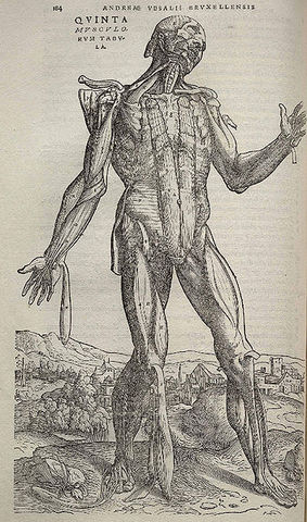 Andreas Vesalius De Humani corporis fabrica