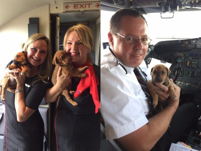 Southwest Airlines flies plane full puppies
