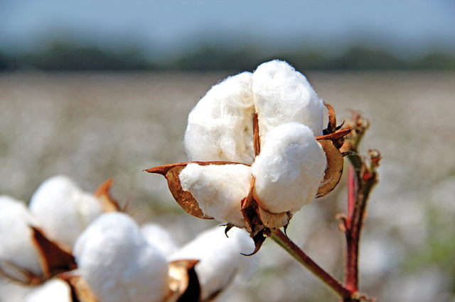Cotton Prices Plummet