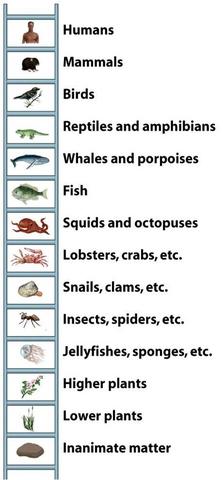 Aristole  describes like with the  scala nautrae