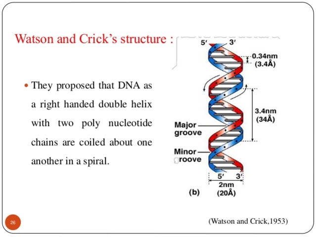 watson and crick propose the double helix model of DNA structure