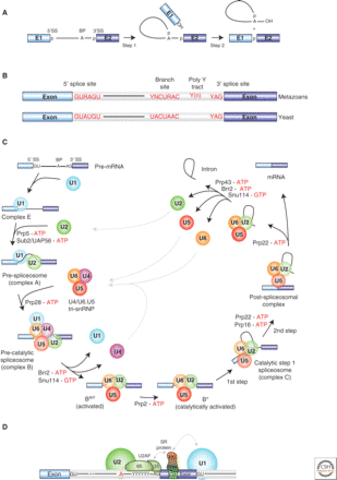 splicesomes were discovered and described