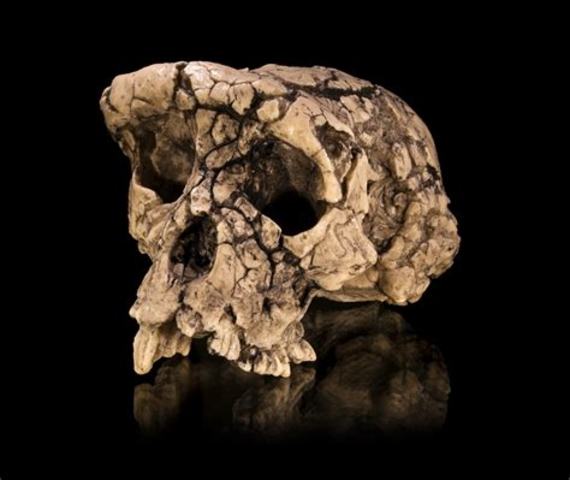 sahelanthropus tchadensis  fossil  discovered