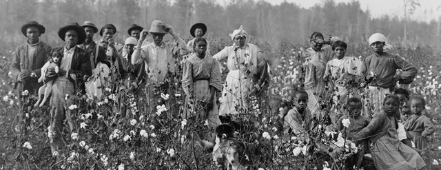 Cotton Sharecroppers
