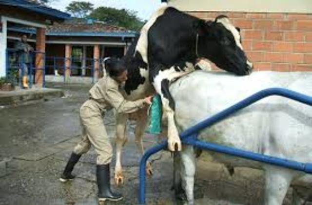 Vagina Artificial en grandes especies