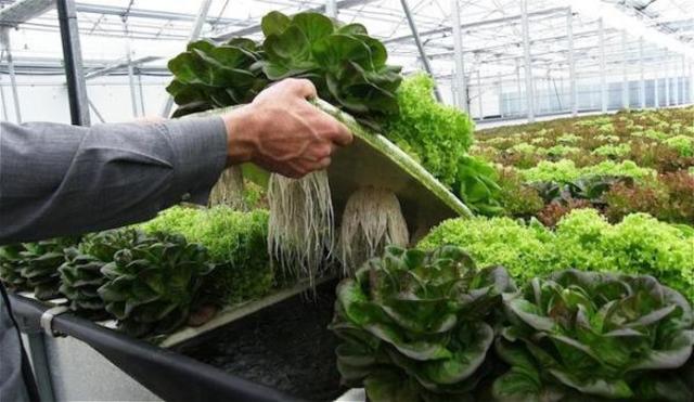 ¿Que es la Hidroponia?