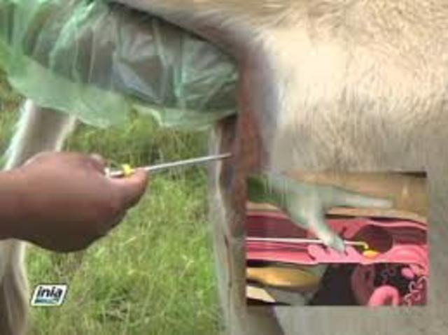 Inseminación artificial en ganado