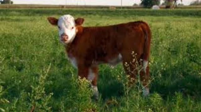 Primer nacimiento de un ternero de semen congelado