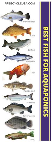 Los Peces en Acuaponia