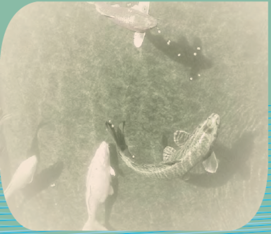 Primer Tratado de Piscicultura