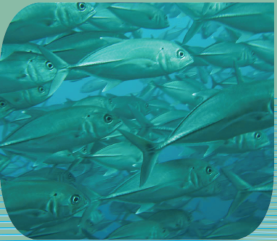 Se inventan los estanques de cultivo