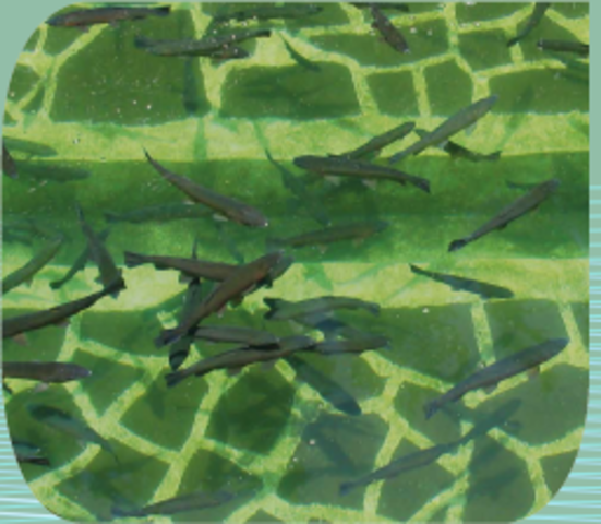 Reproducción artificial de la trucha arcoiris