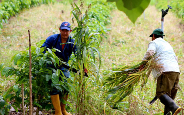 Venezuela agropecuaria
