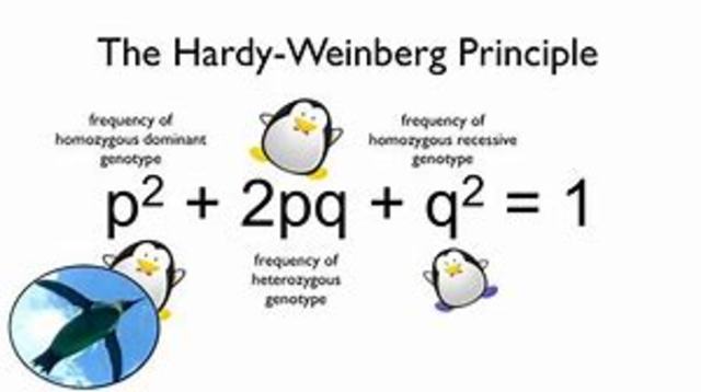Hardy  and Weinberg   independently develop the hardy- weinberg equation for determining allele frequenies in populations