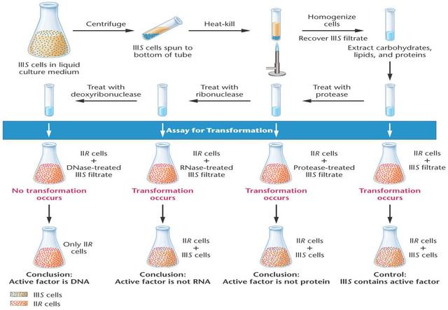 Avery , MacLoed and McCarty determine that DNA is the  molecule that carries  the genetic code