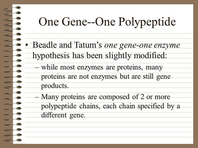 Beadle and tatum publish the 1 gene- 1 enzyme hypothesis